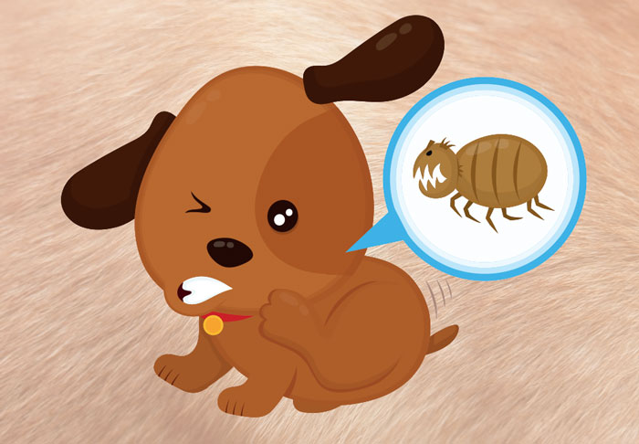 Fleas – What you need to know