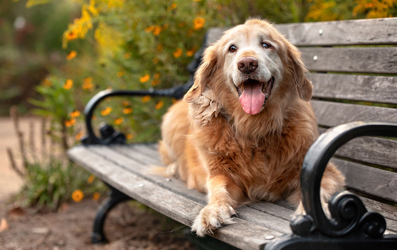 Senior Dogs and their Grooming Needs