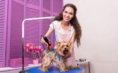 5 Signs You’d Make a Great Dog Groomer