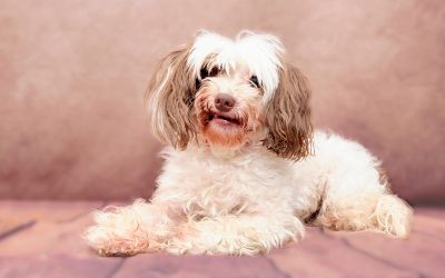 The Top 5 Mistakes New Groomers Make (and How to Avoid Them)